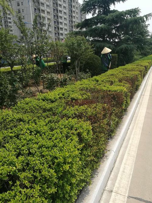 河津市城市园林绿化处6月26日工作动态