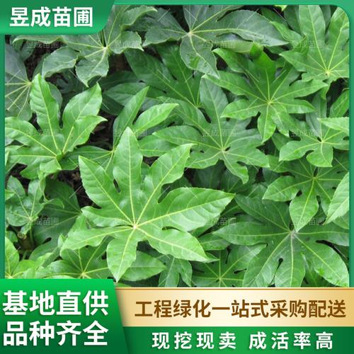 城市园林绿化新宠 桂花杯苗选购指南与市场热帖全解析