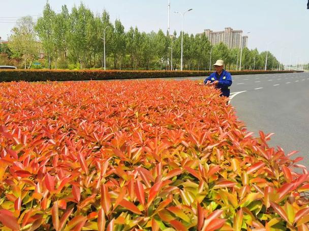让“绿城”更“养眼” 郑州市城管局夏季绿化管养工作纪实