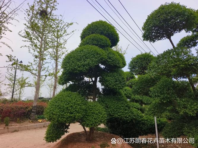 造型小叶女贞 城市园林绿化的绿色精灵