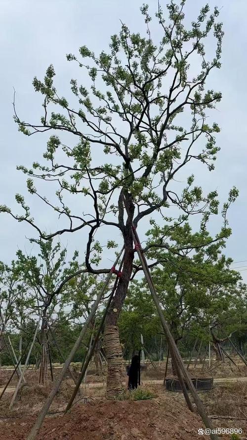重庆园林绿化单位推荐,专业服务让城市更美丽